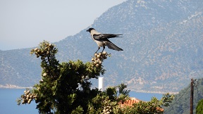 Chora, the old town of Alonissos, Sporades