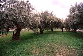 Evia (Euboea), Greece