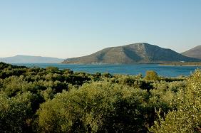 Gera's Olive Grove