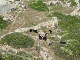 Donoussa, Small Cyclades, Greece