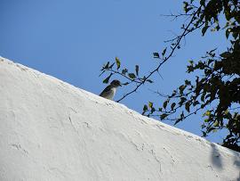 Restaurants and tavernas on Folegandros, Greece