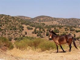Kea (Tzia), Cyclades, Greece