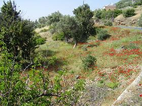 Koumaradei, the herb village of Samos, Greece