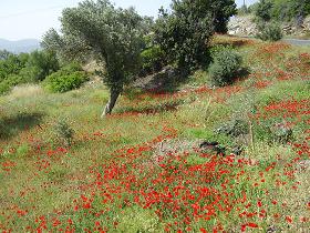 Koumaradei, the herb village of Samos, Greece