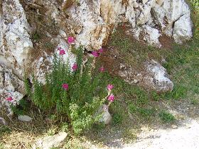 Koumaradei, the herb village of Samos, Greece