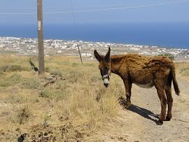 Santorini, Cyclades, Greece
