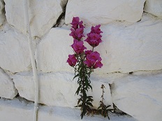 Manna Cafe Eatery in Skyros Chora